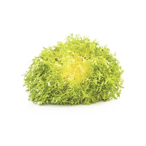 [2102] Lettuce Frisee Yellow Holland