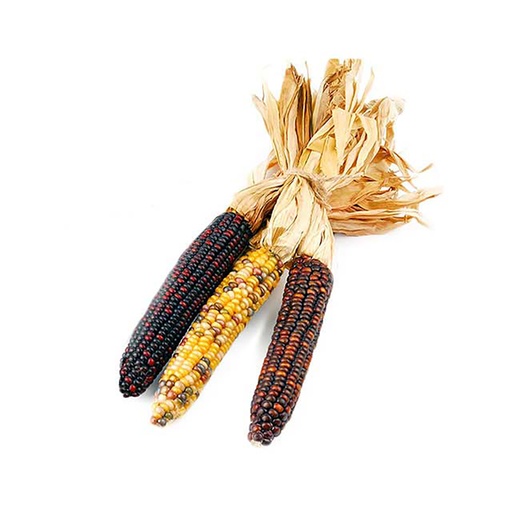 [18464] Ornamental Corn